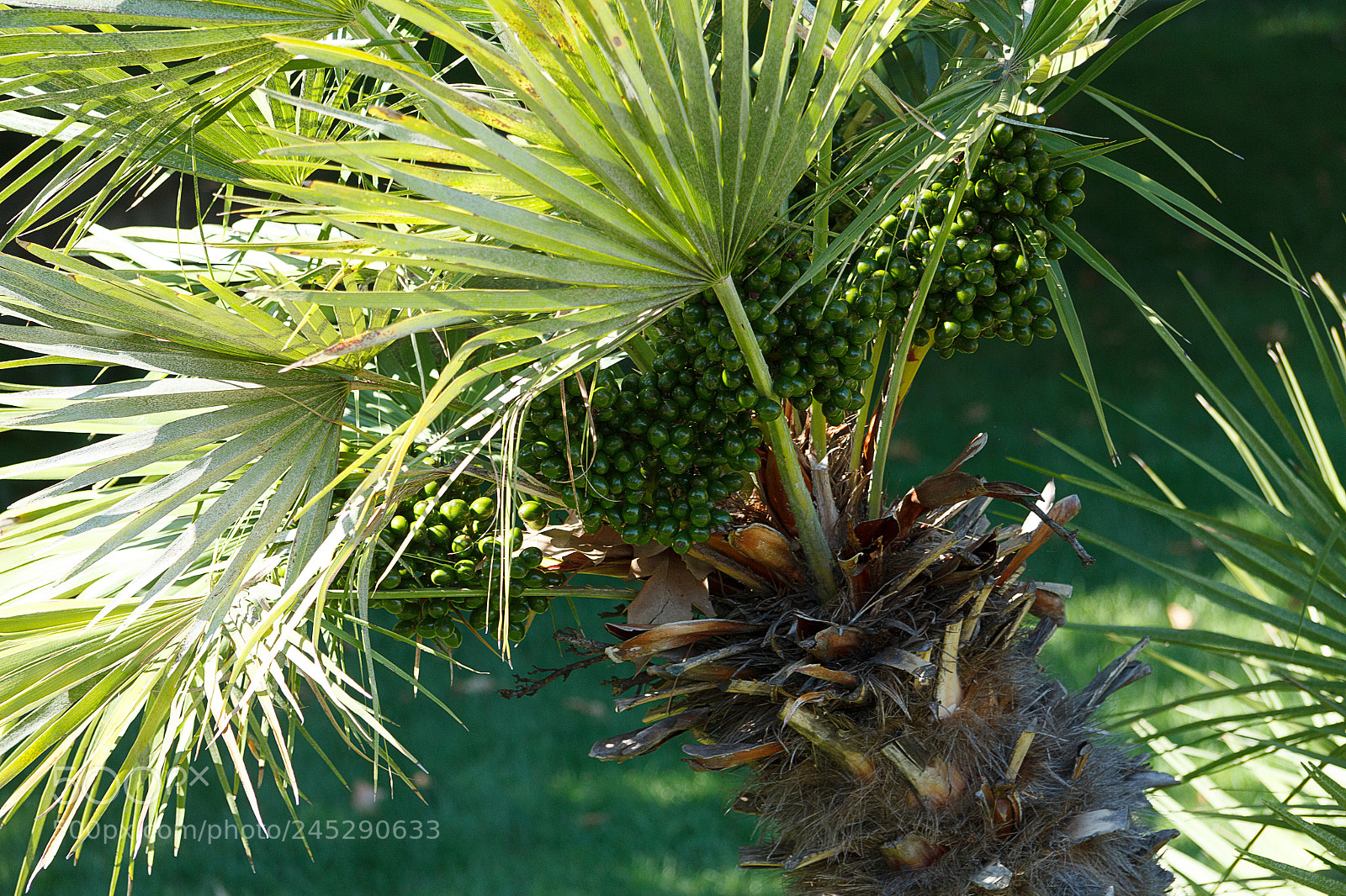 Canon EOS 60D sample photo. Img photography