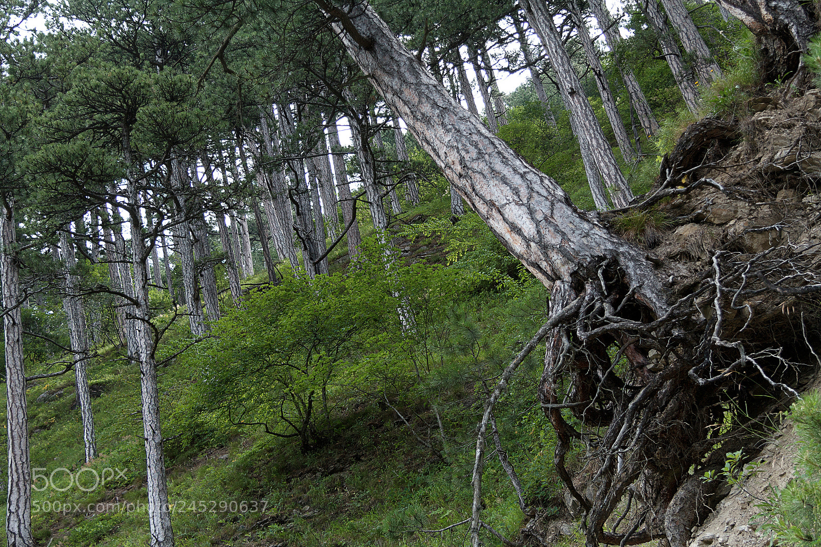 Canon EOS 60D sample photo. Img photography