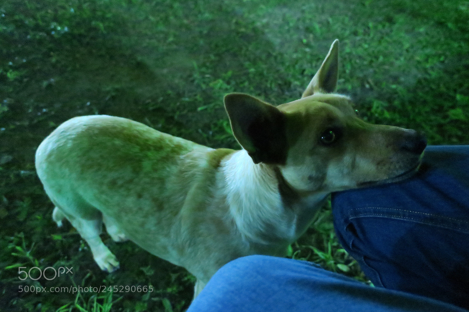 Canon PowerShot G9 X sample photo. Ibitipoca blues... carinha de photography