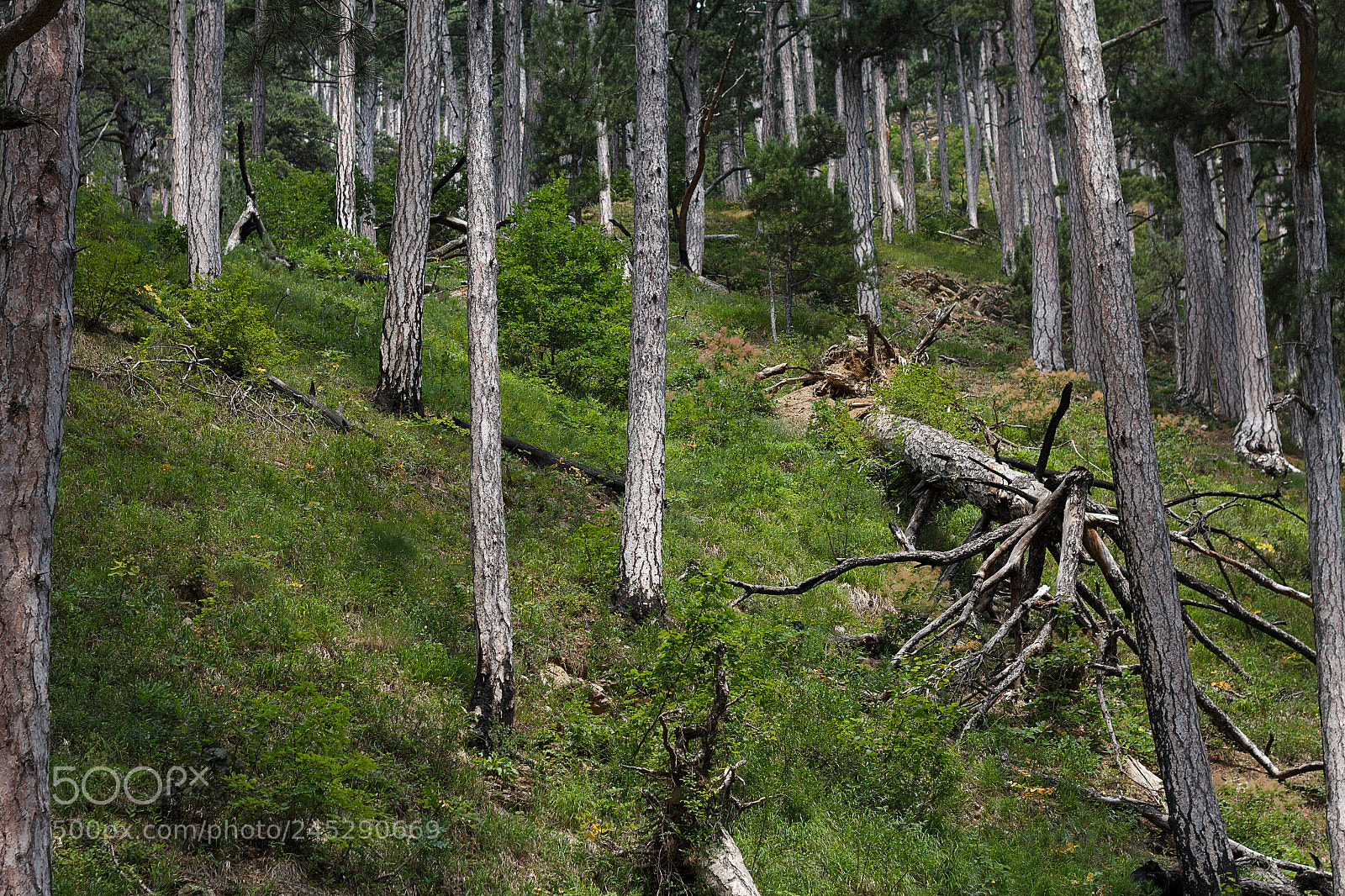Canon EOS 60D sample photo. Img photography