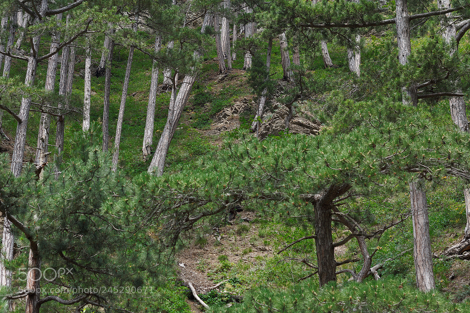 Canon EOS 60D sample photo. Img photography