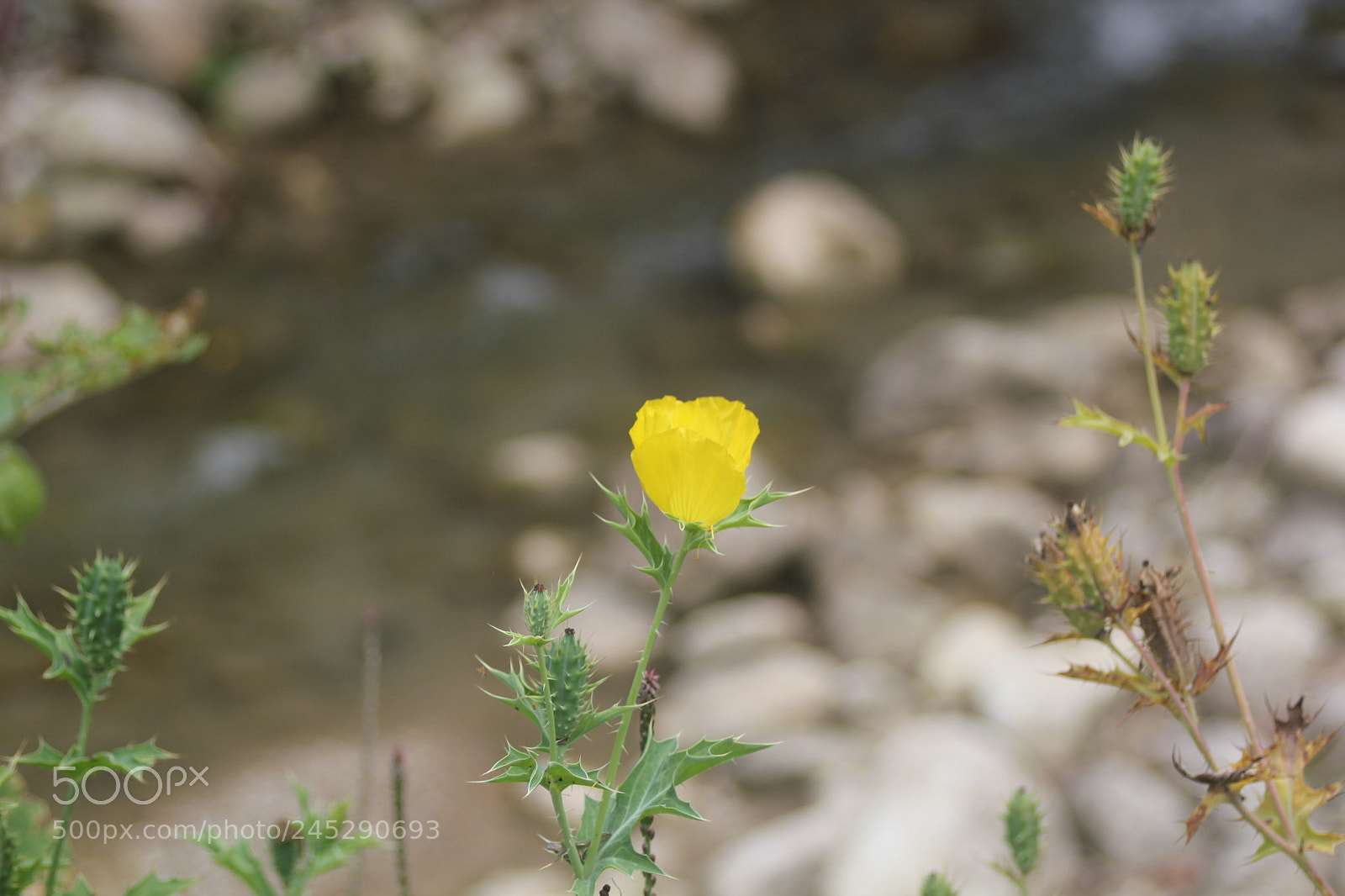 Canon EOS 550D (EOS Rebel T2i / EOS Kiss X4) sample photo. Perseverancia photography