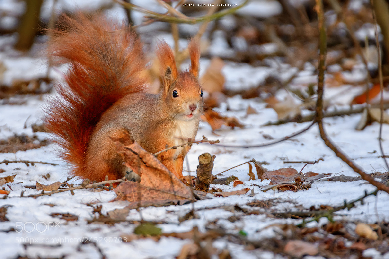 Nikon D7100 sample photo. Squirrel photography