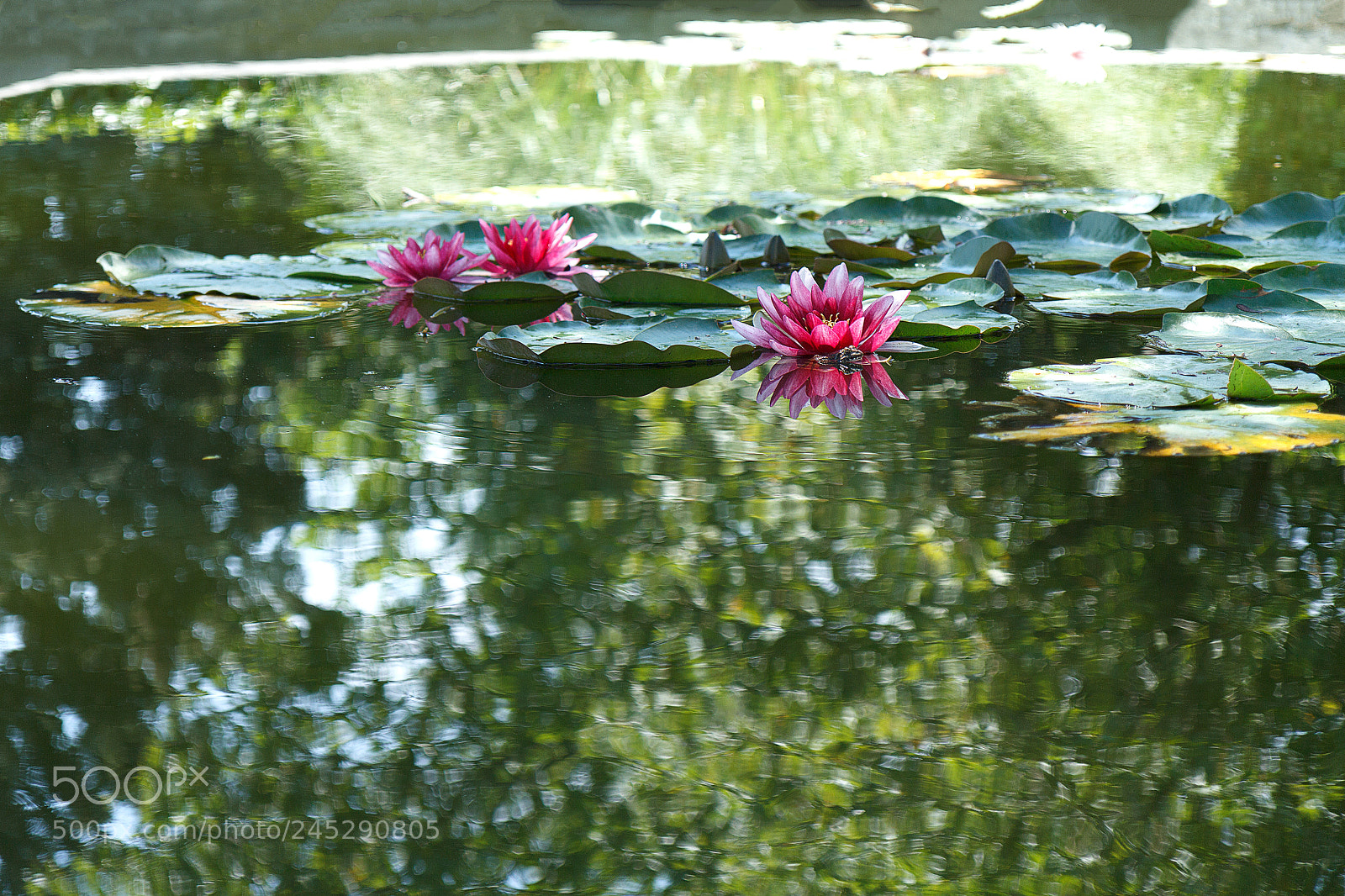 Canon EOS 60D sample photo. Кувшинки на озере photography