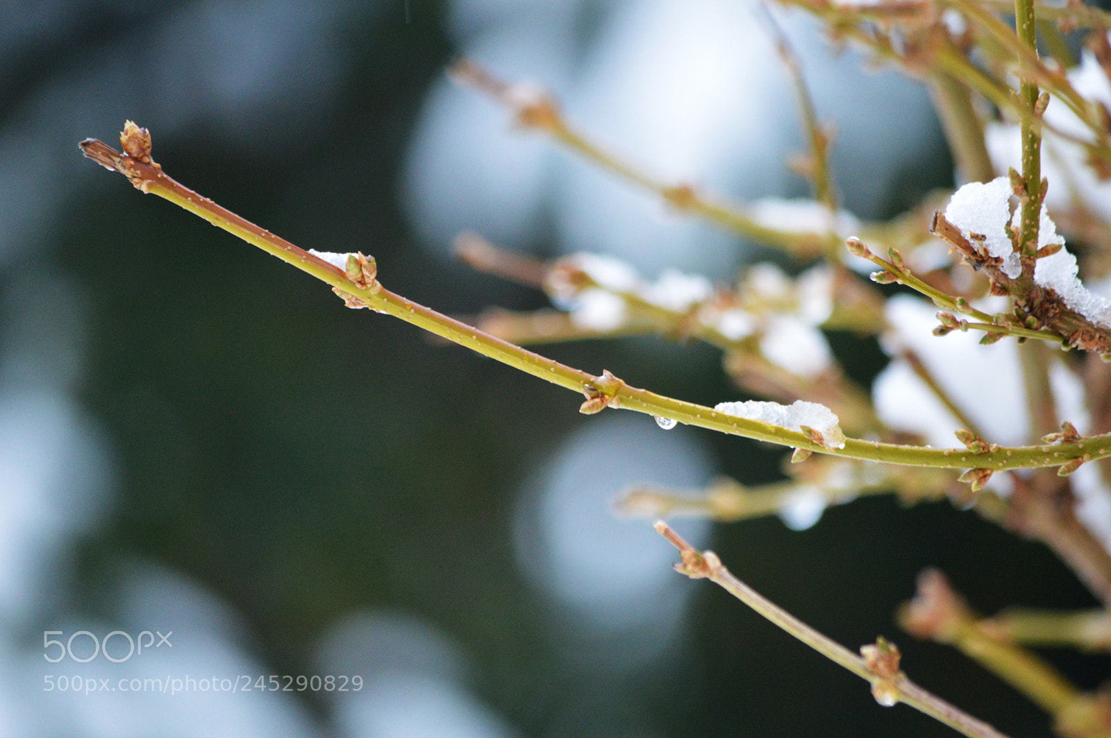 Nikon D3200 sample photo. Almost spring photography