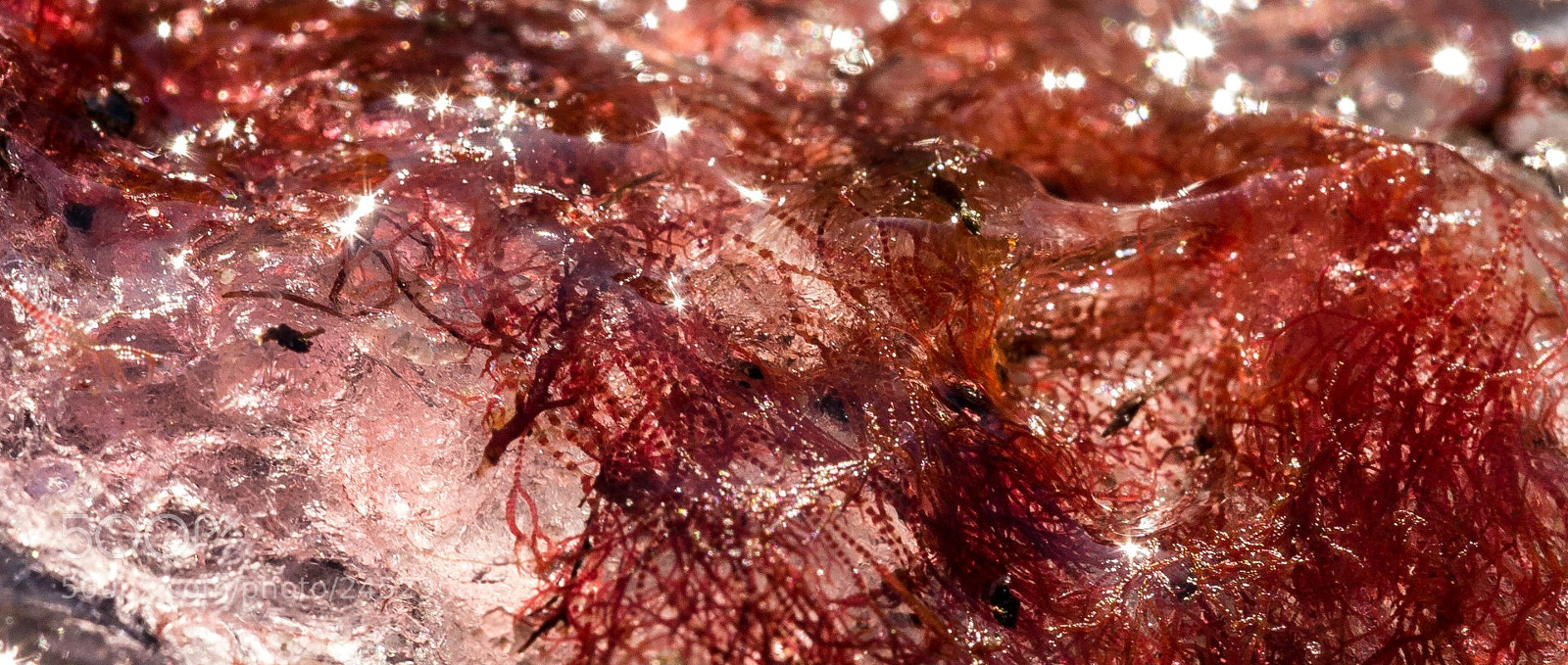 Panasonic Lumix DMC-GX1 sample photo. The nasty looking alga photography