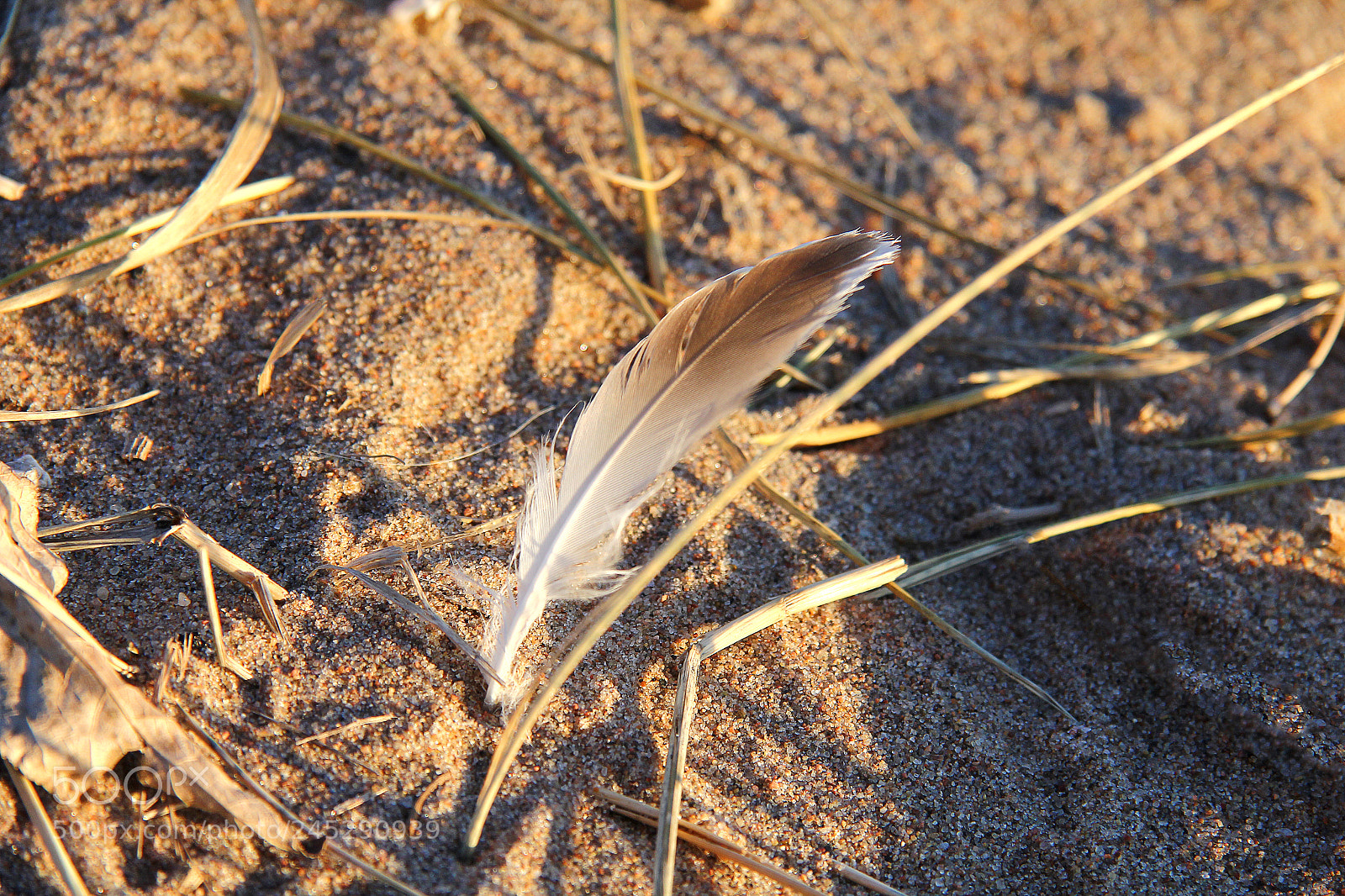 Canon EOS 60D sample photo. Зимний пляж photography