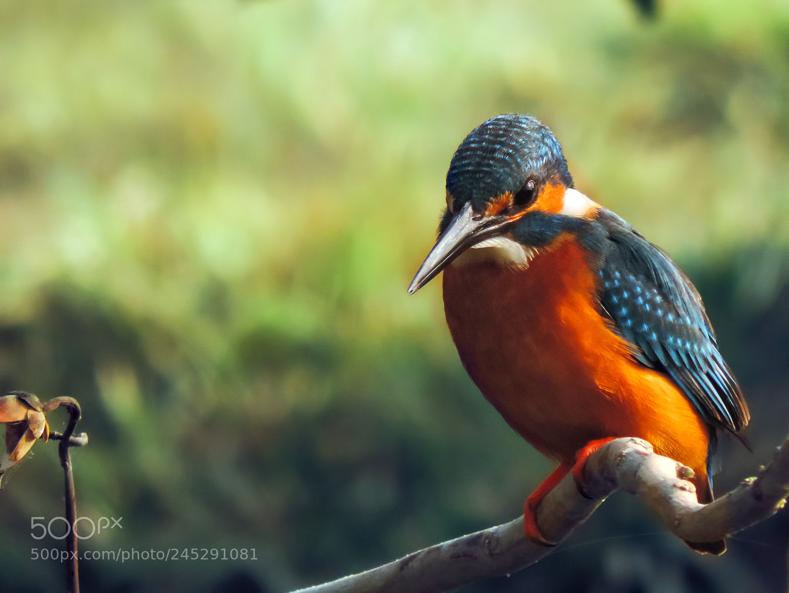 Nikon Coolpix P520 sample photo. Common kingfisher photography