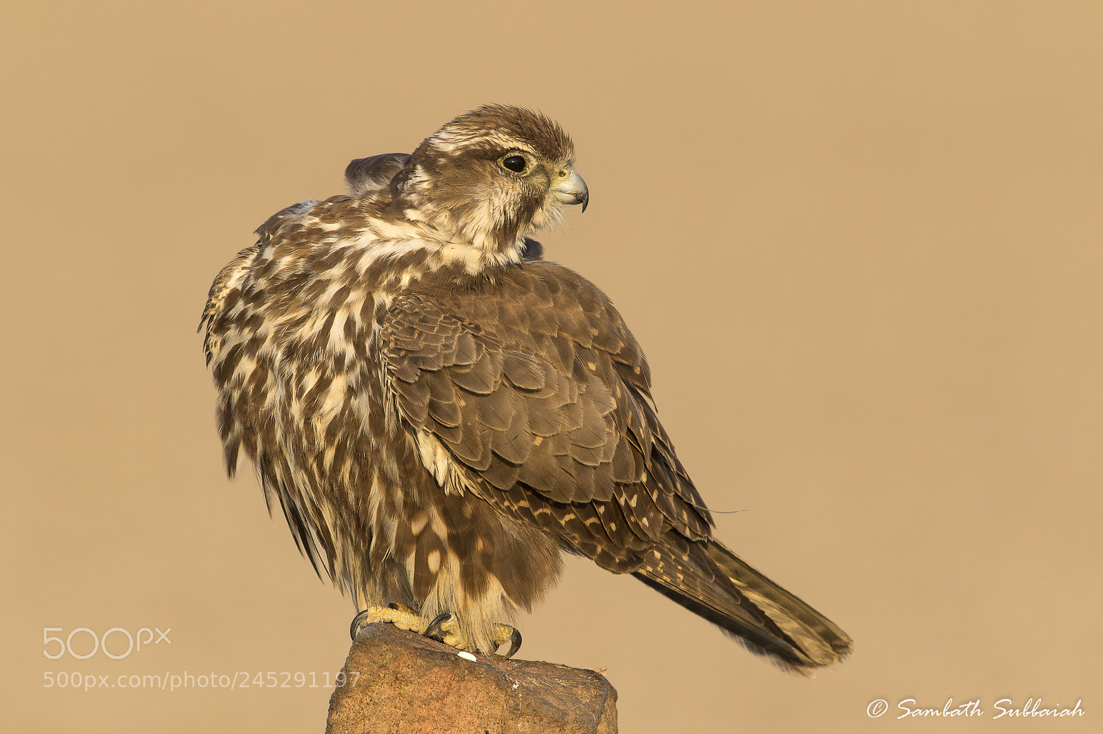 Canon EOS 7D Mark II sample photo. Saker falcon photography