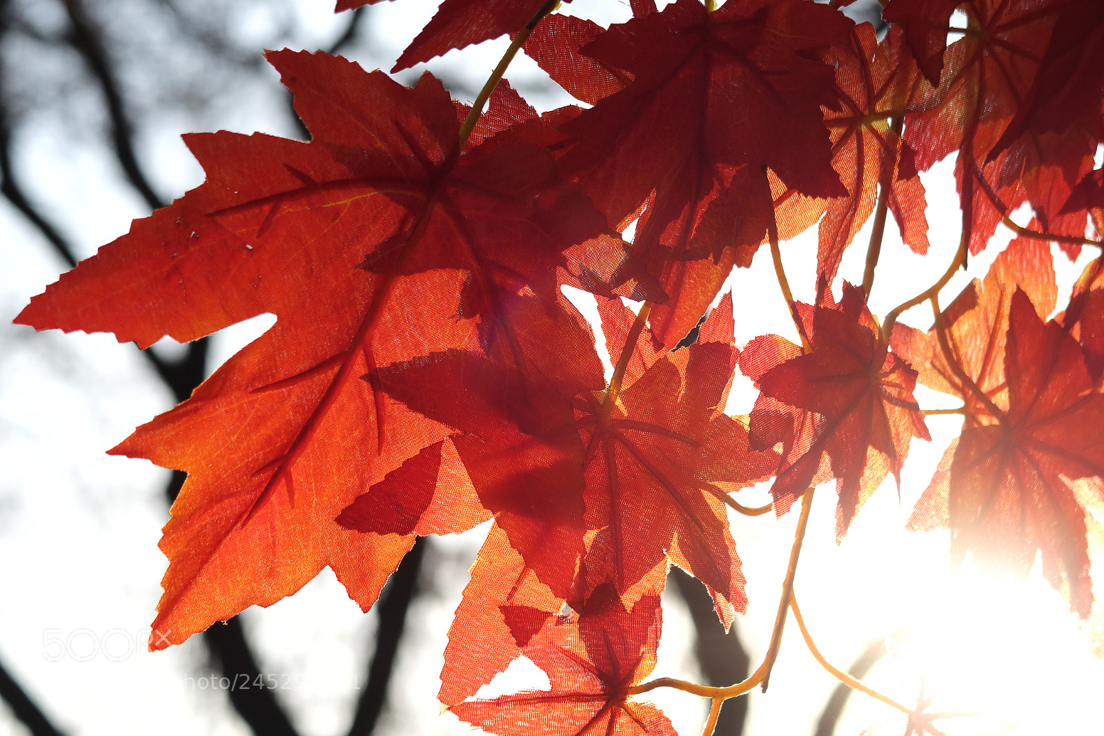 Canon PowerShot G7 X sample photo. Autumn maple leaves under photography