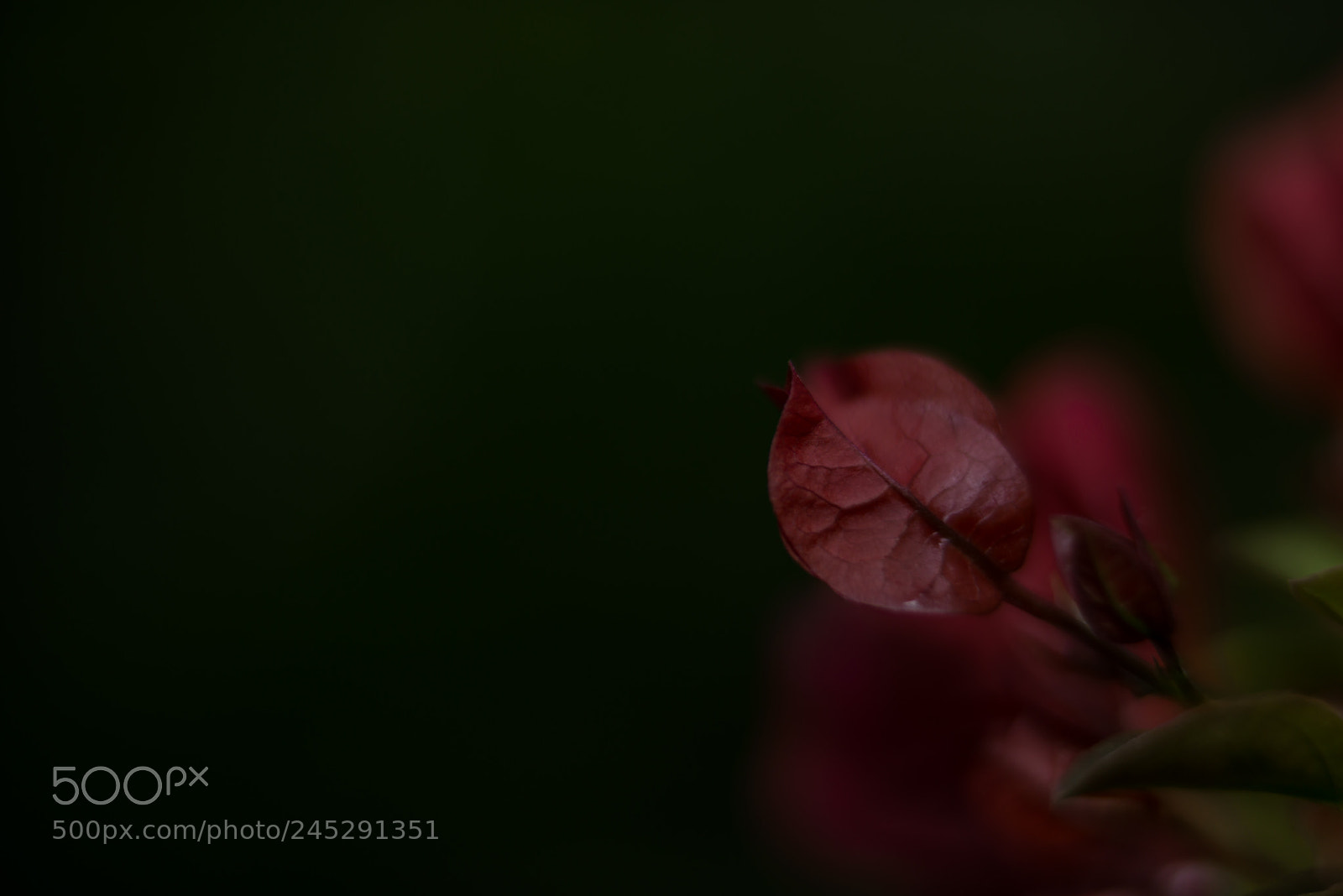 Nikon D800 sample photo. Untitled photography
