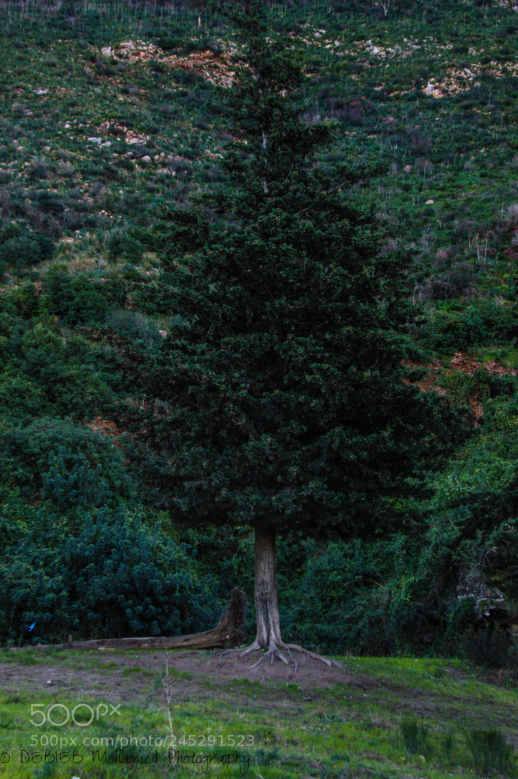 Nikon D3200 sample photo. Tree photography