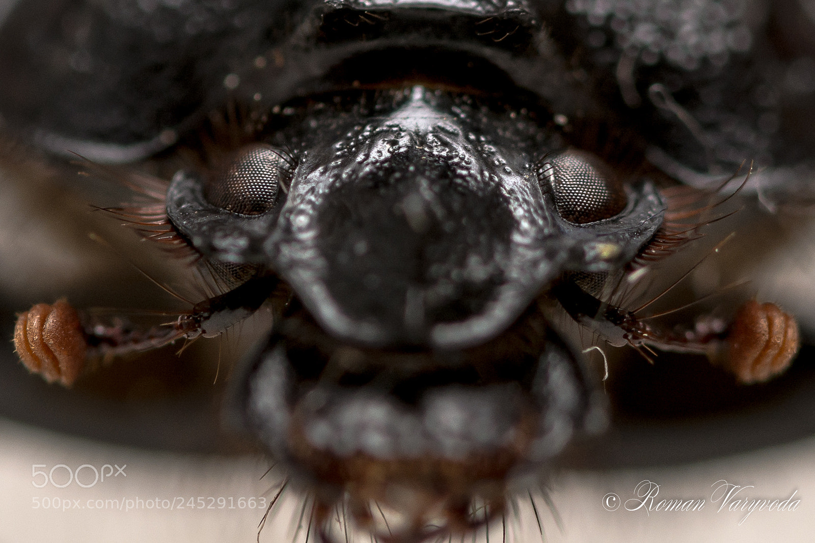 Nikon D7100 sample photo. Bug photography