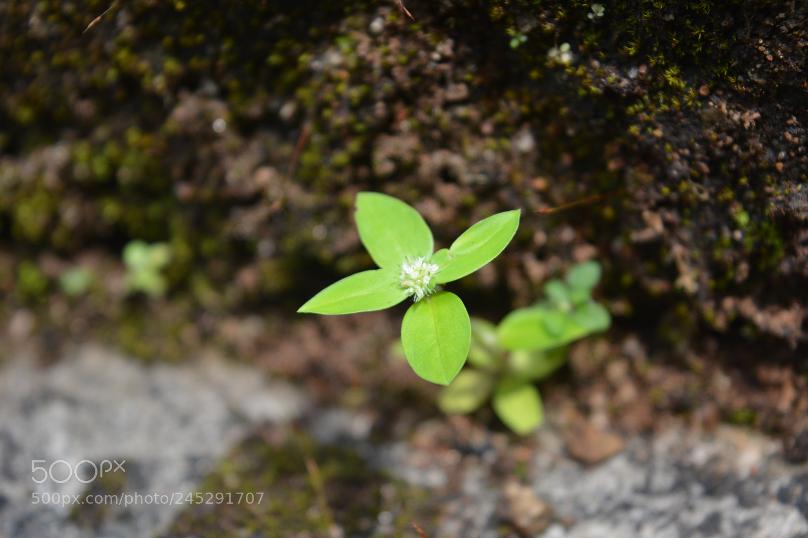Nikon D5200 sample photo. Wild plant photography