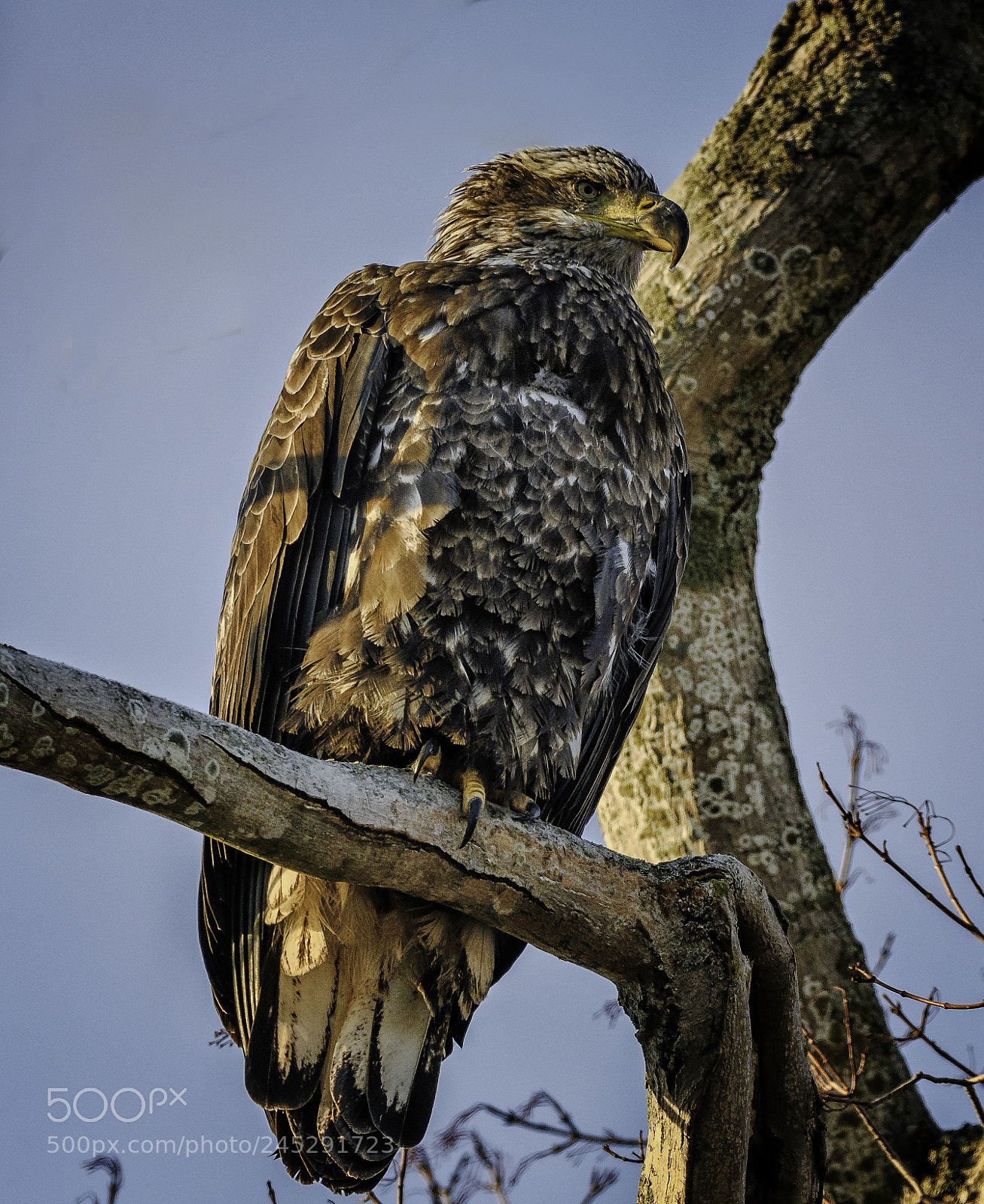 Nikon D500 sample photo. Feed the eagles photography
