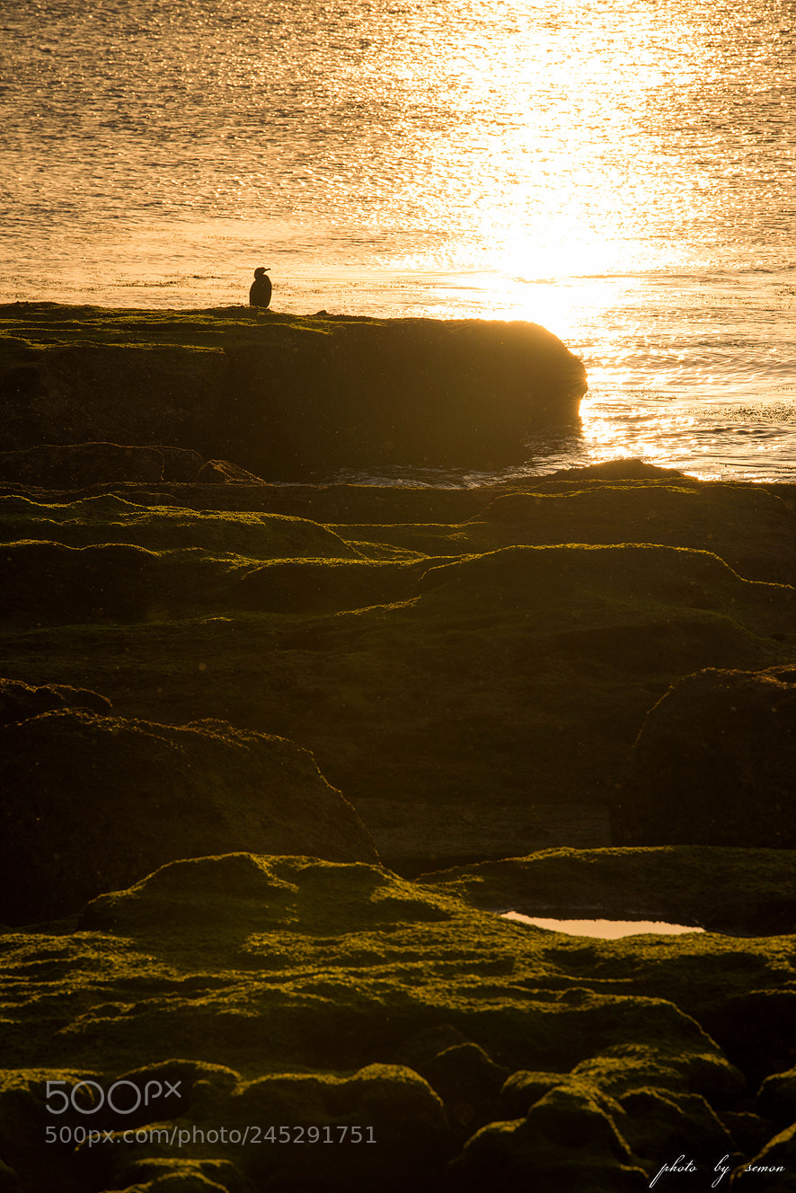 Nikon D800 sample photo. Bird in sunrise photography