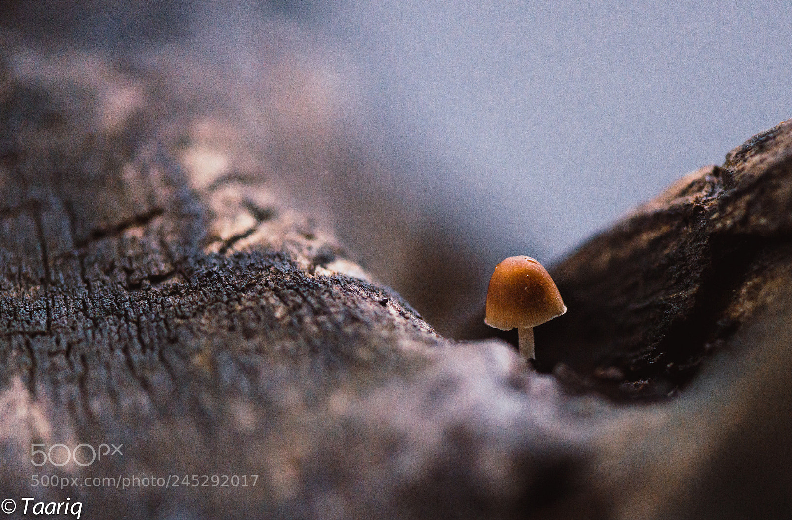 Nikon D610 sample photo. Mushroom photography