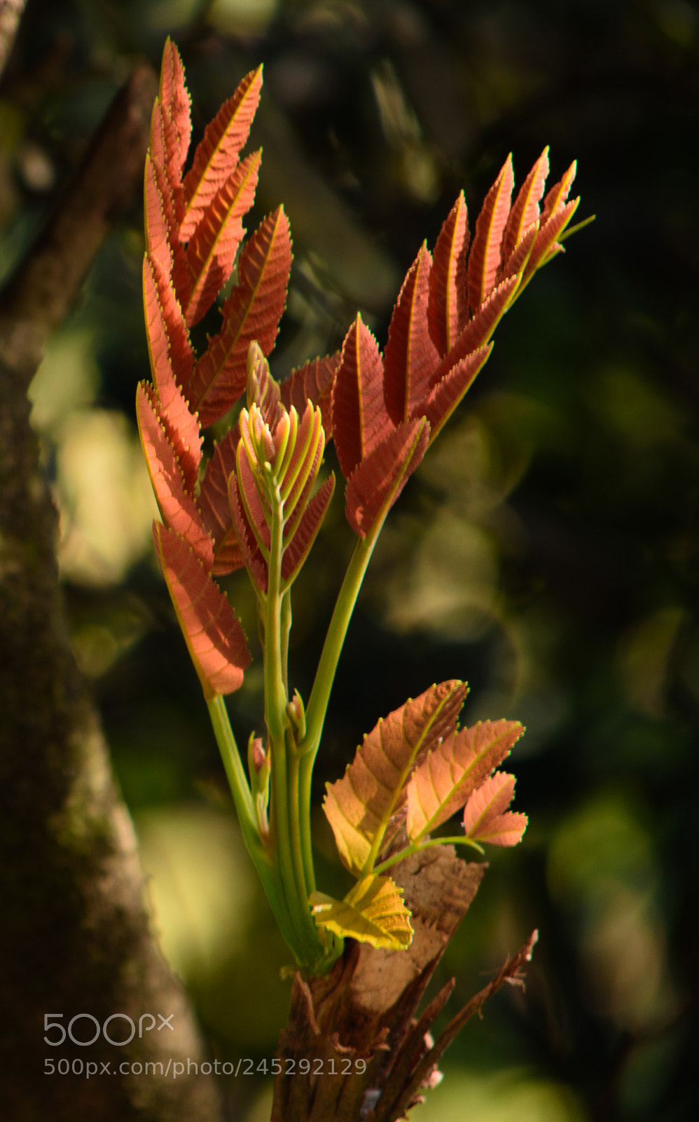 Nikon D7200 sample photo. Tree photography