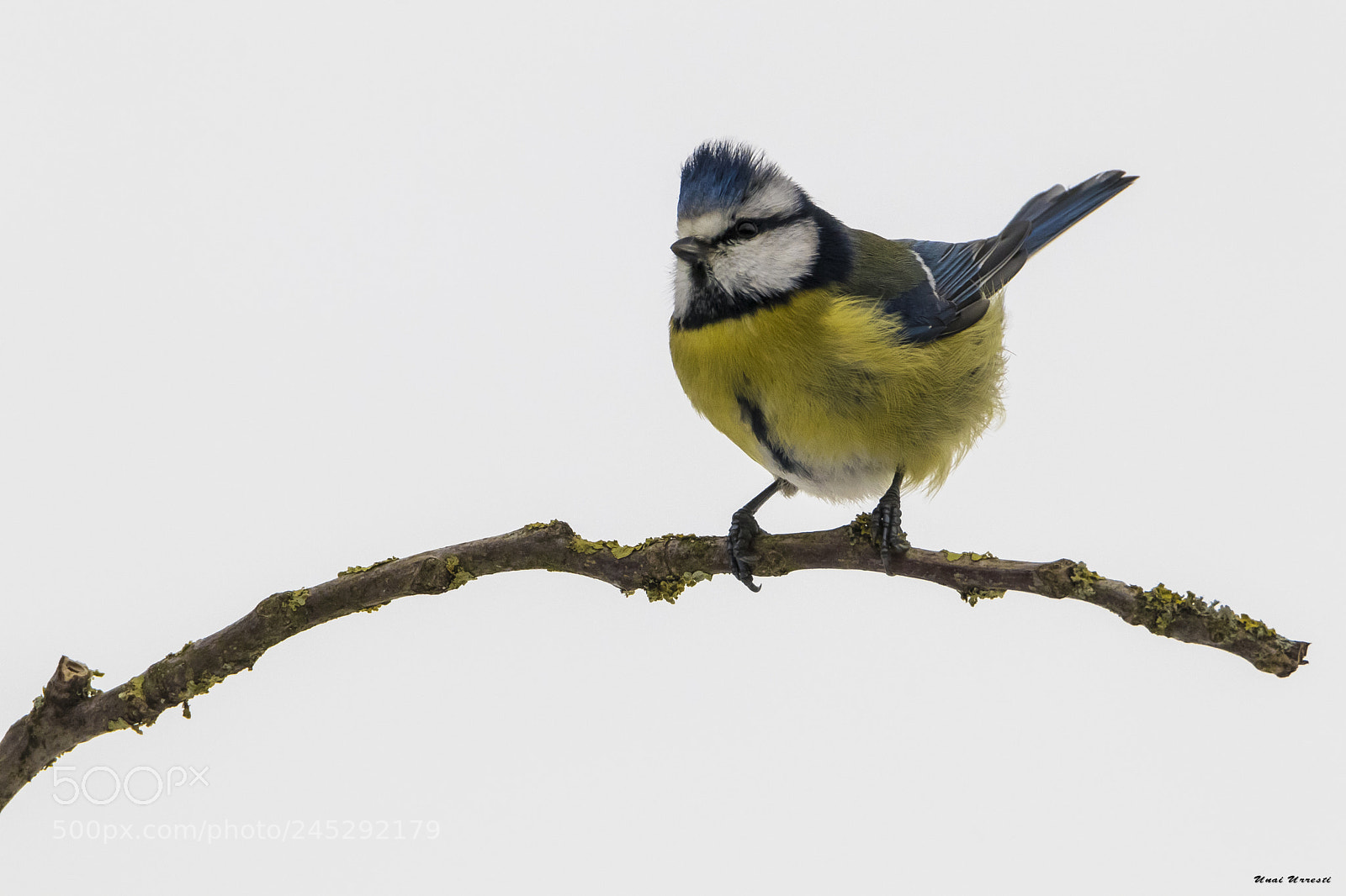Canon EOS 77D (EOS 9000D / EOS 770D) sample photo. Herrerillo comun. photography