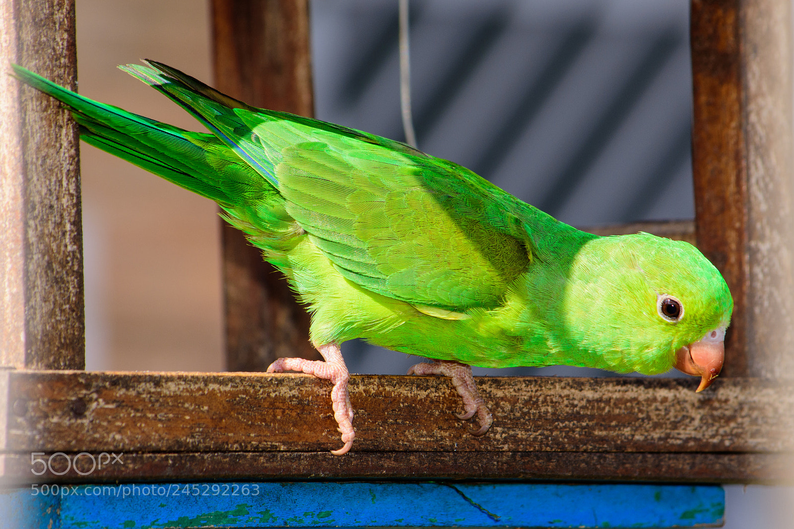 Nikon D7200 sample photo. Bird photography