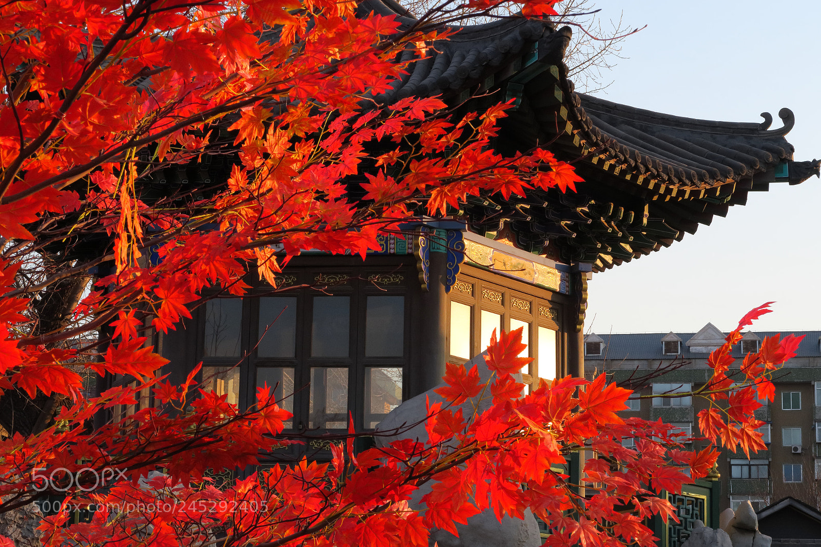 Canon PowerShot G7 X sample photo. Sunset maple leaves photography
