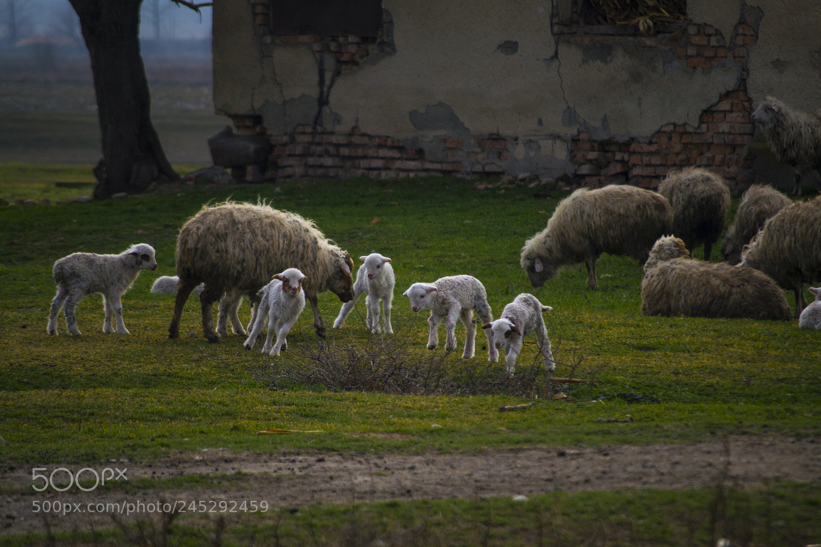 Nikon D3100 sample photo. Life in kakheti. photography