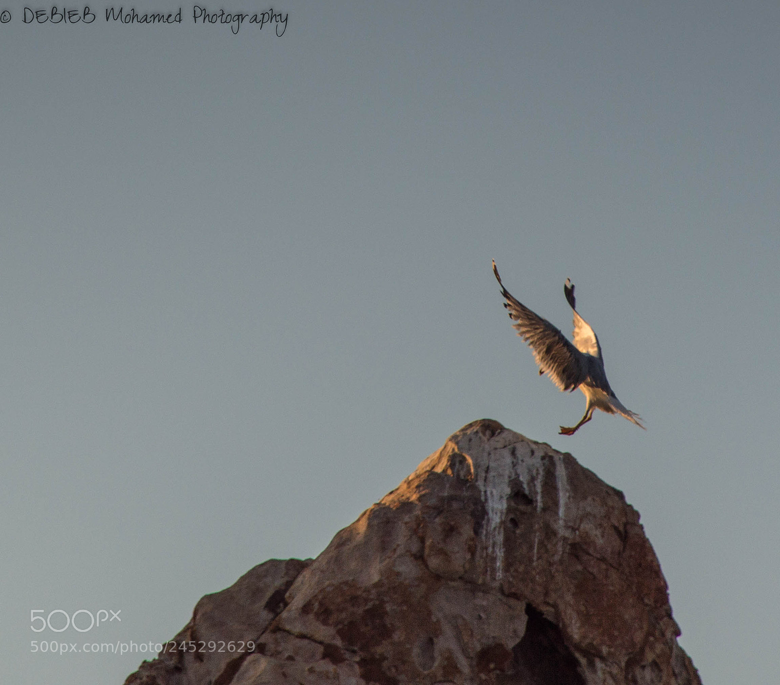 Nikon D3200 sample photo. Bird stork landing photography