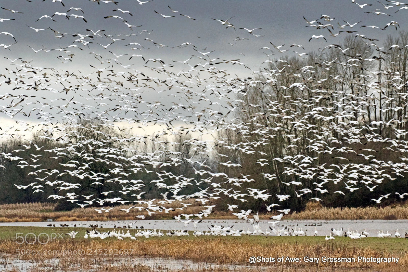 Canon EOS 7D Mark II sample photo. Snowing geese photography