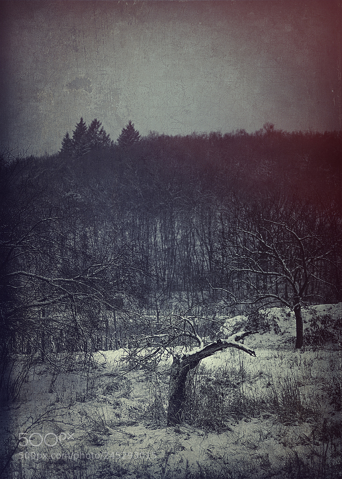 Canon EOS 5DS sample photo. Winter tristesse ... photography