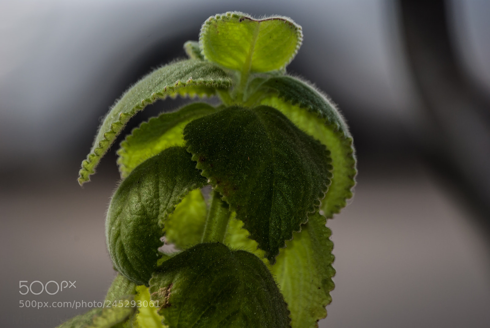 Nikon D3000 sample photo. Close up leaf photography