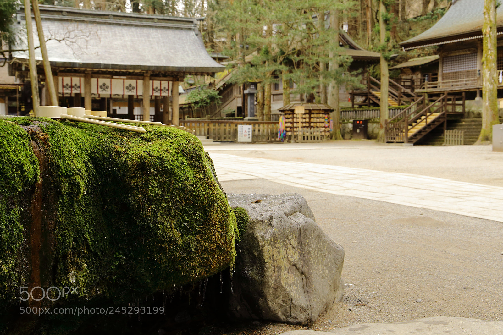Canon EF 24-105mm F3.5-5.6 IS STM sample photo. Holy moss photography
