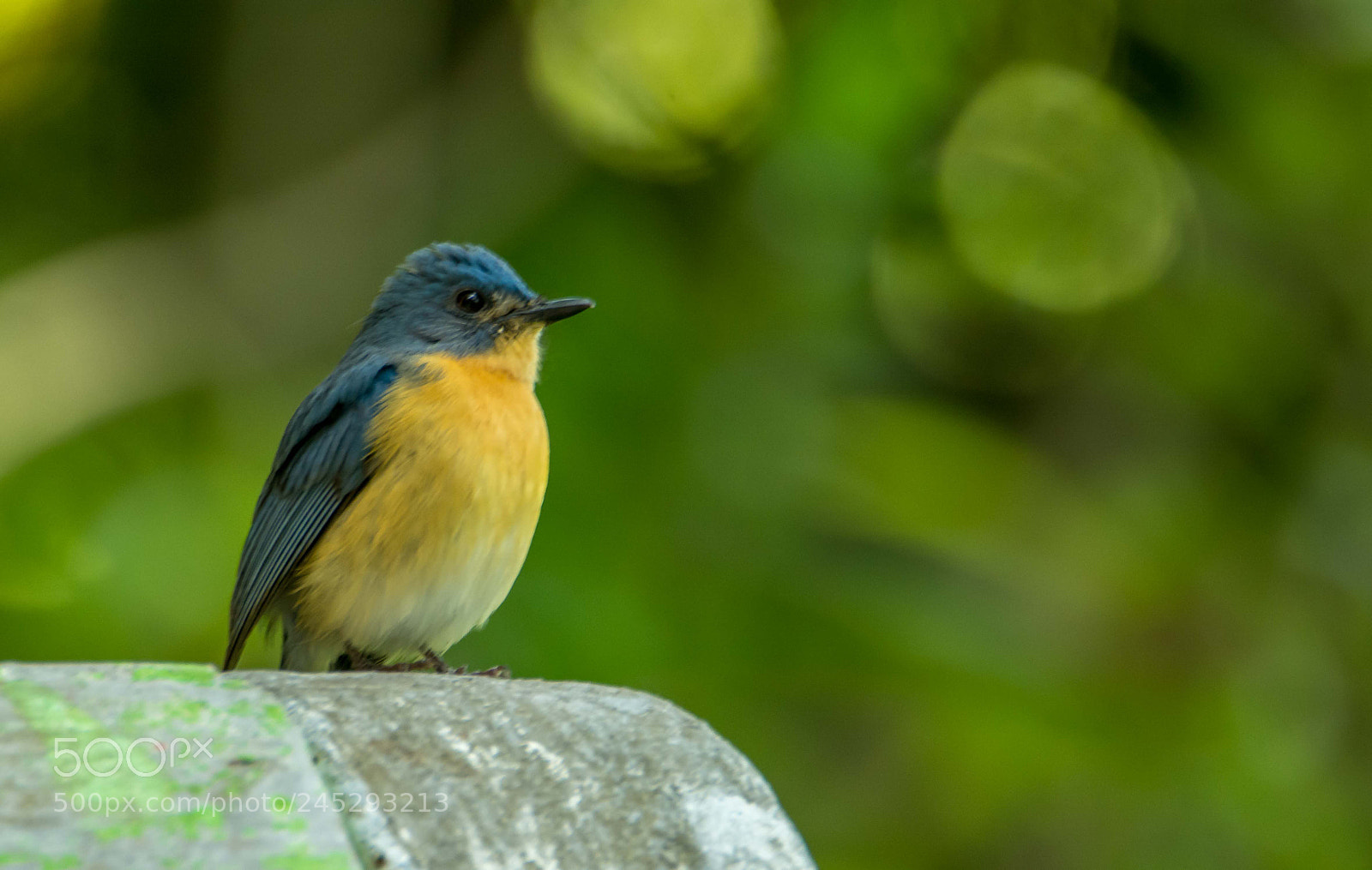 Nikon D5200 sample photo. Bird on the wall photography