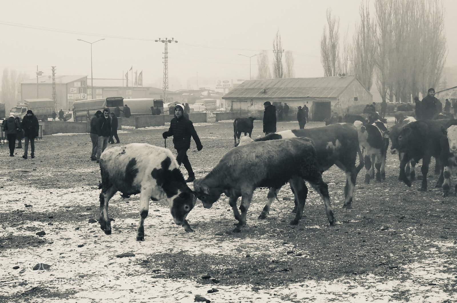 Olympus OM-D E-M1 Mark II sample photo. Fight of cows photography