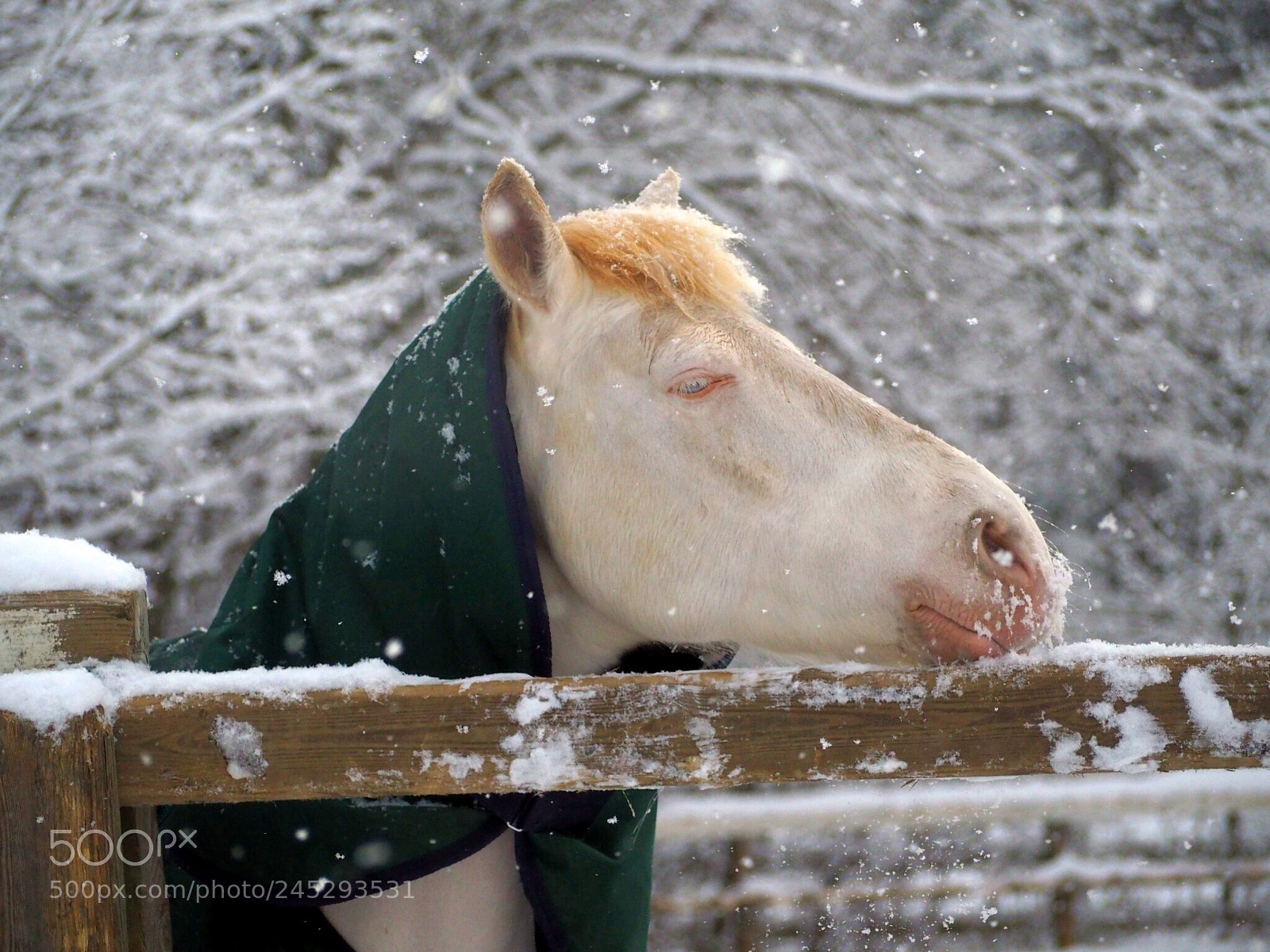 Olympus OM-D E-M10 II sample photo. White horse photography