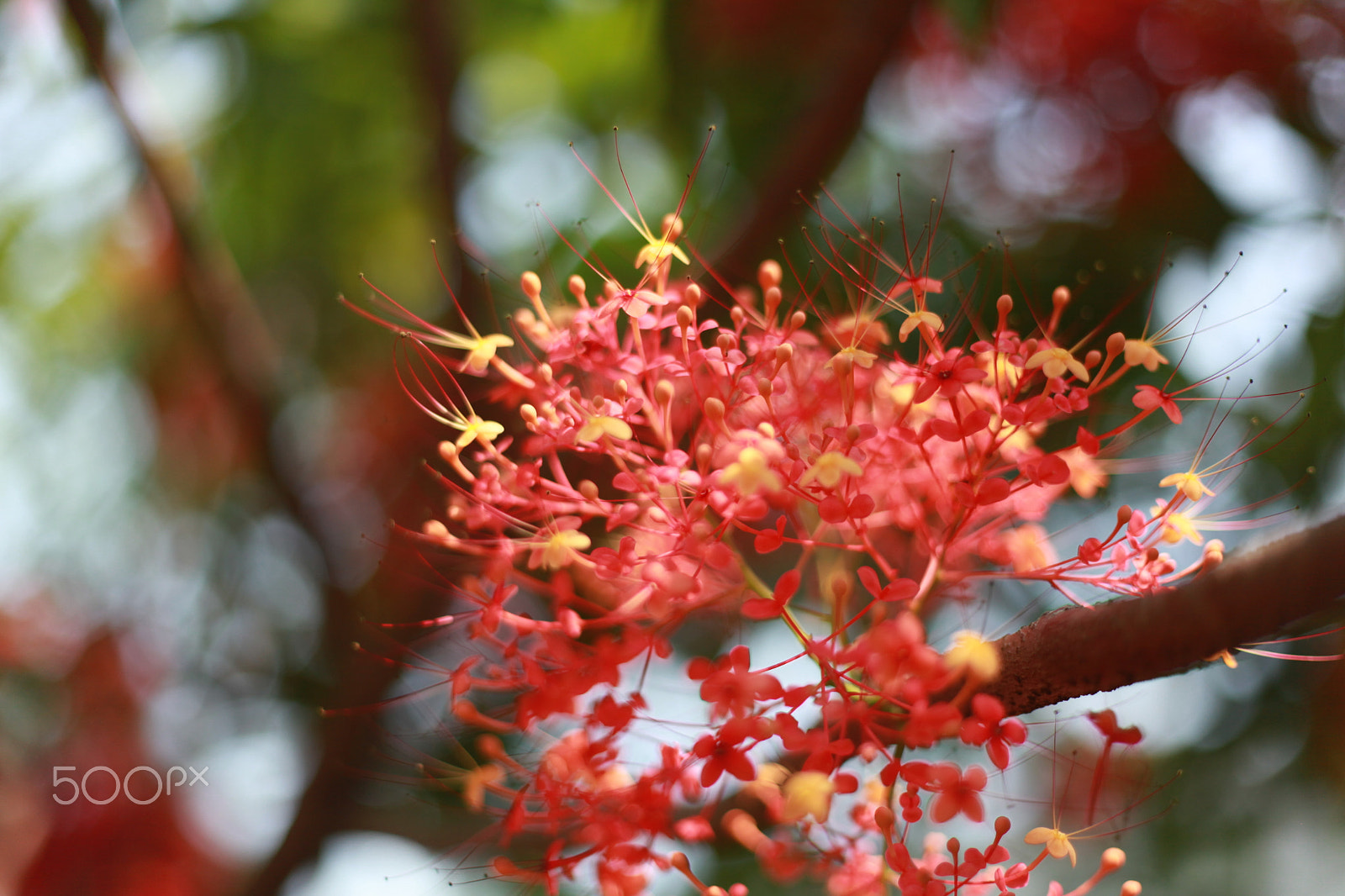 Canon EF 50mm F1.8 II sample photo. Saraca declinata (jack) miq. photography
