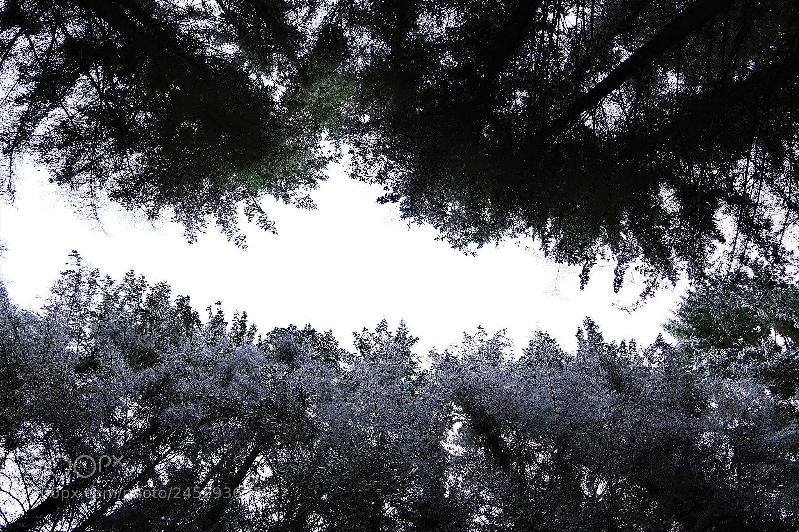 Canon PowerShot G7 X Mark II sample photo. Tree top clearing photography