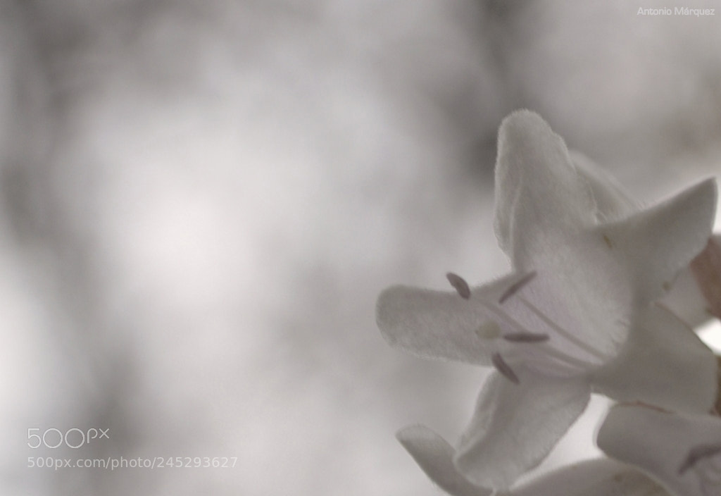 Nikon D3200 sample photo. Nácar photography