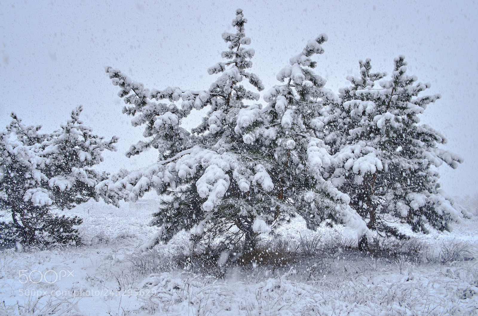 Pentax K-5 II sample photo. Pines in a snowstorm photography