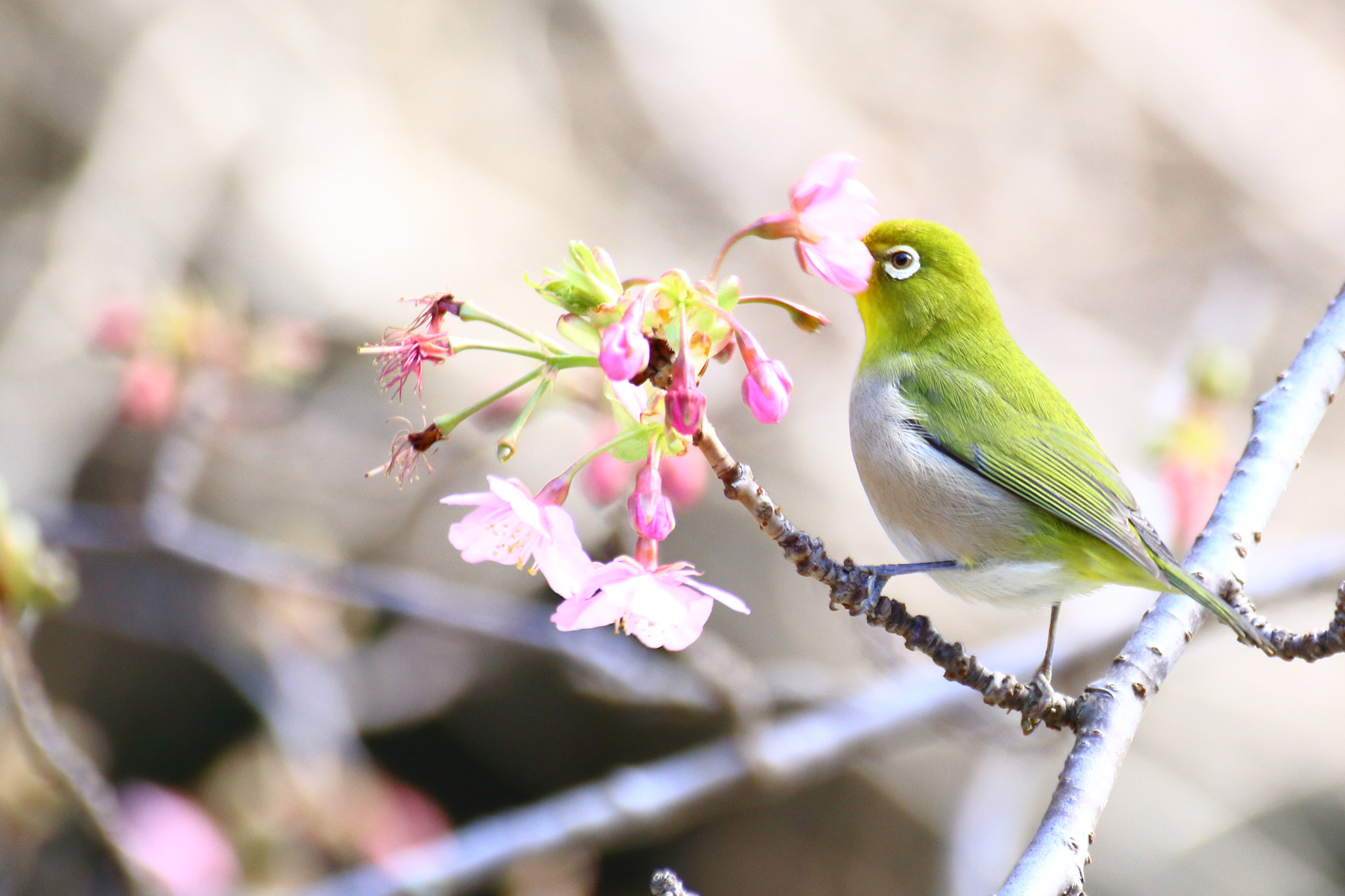 Canon EOS 700D (EOS Rebel T5i / EOS Kiss X7i) + Tamron SP 70-300mm F4-5.6 Di VC USD sample photo. Signs of spring photography