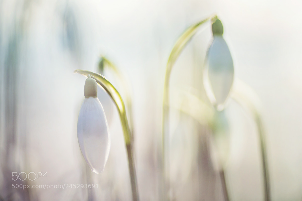 Nikon D7200 sample photo. Snowdrops photography