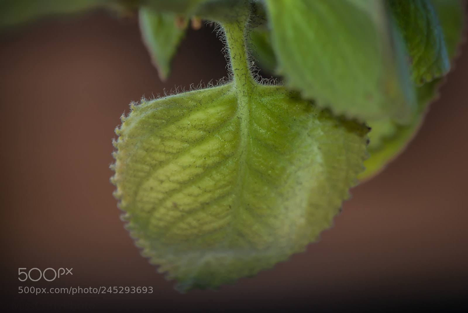 Nikon D3000 sample photo. Plant hairs (trichome) photography