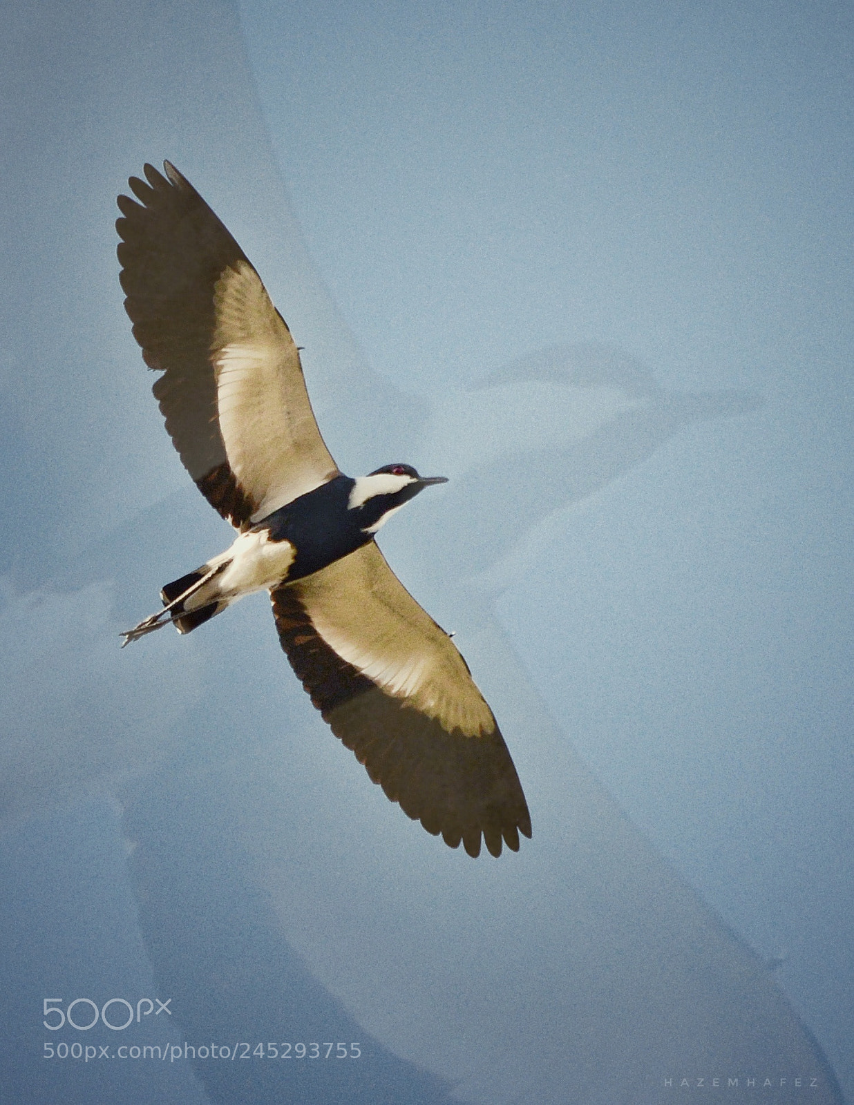Nikon D610 sample photo. Spread your wings.. photography