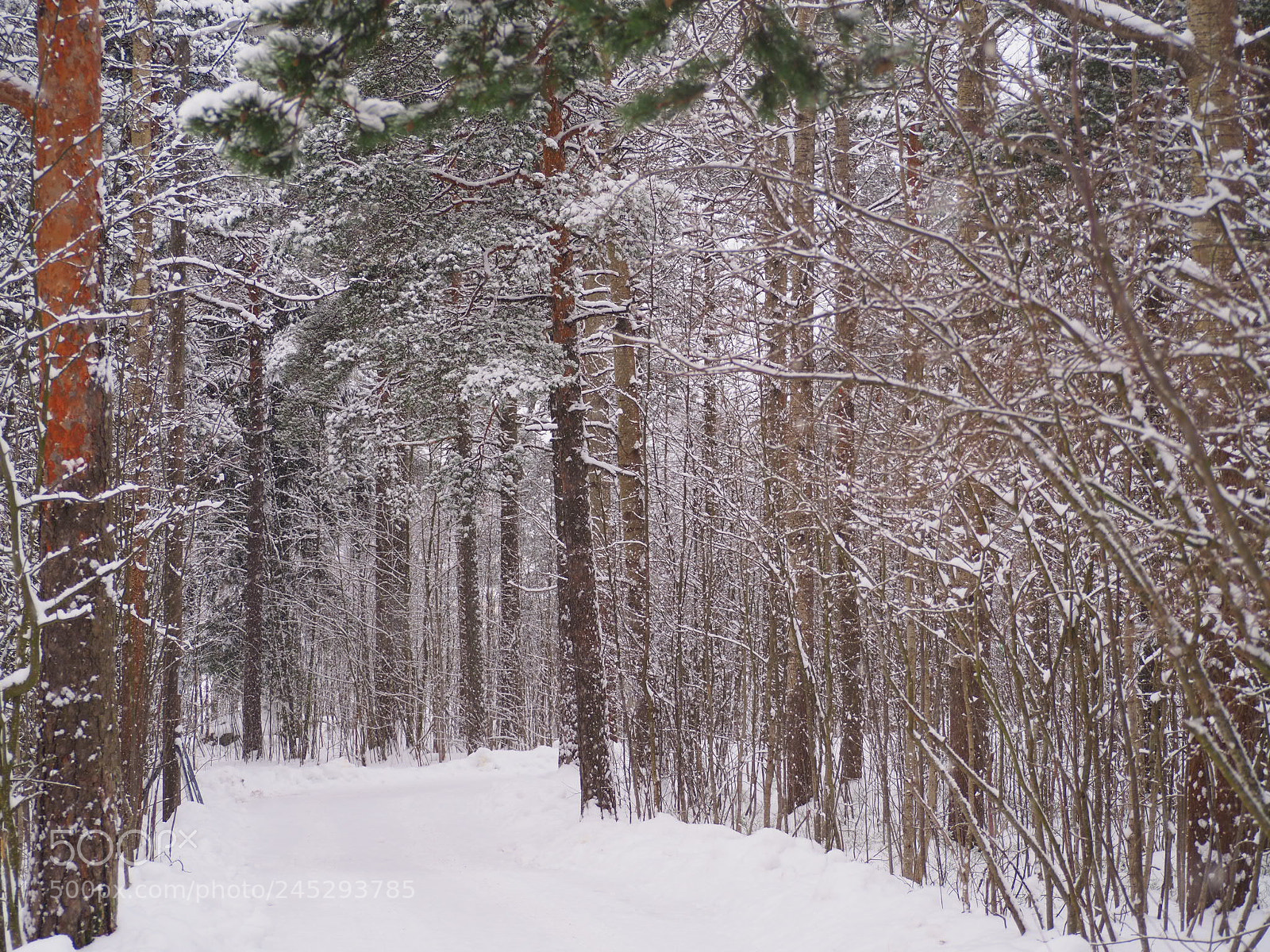 Olympus OM-D E-M10 II sample photo. Winter forrest photography