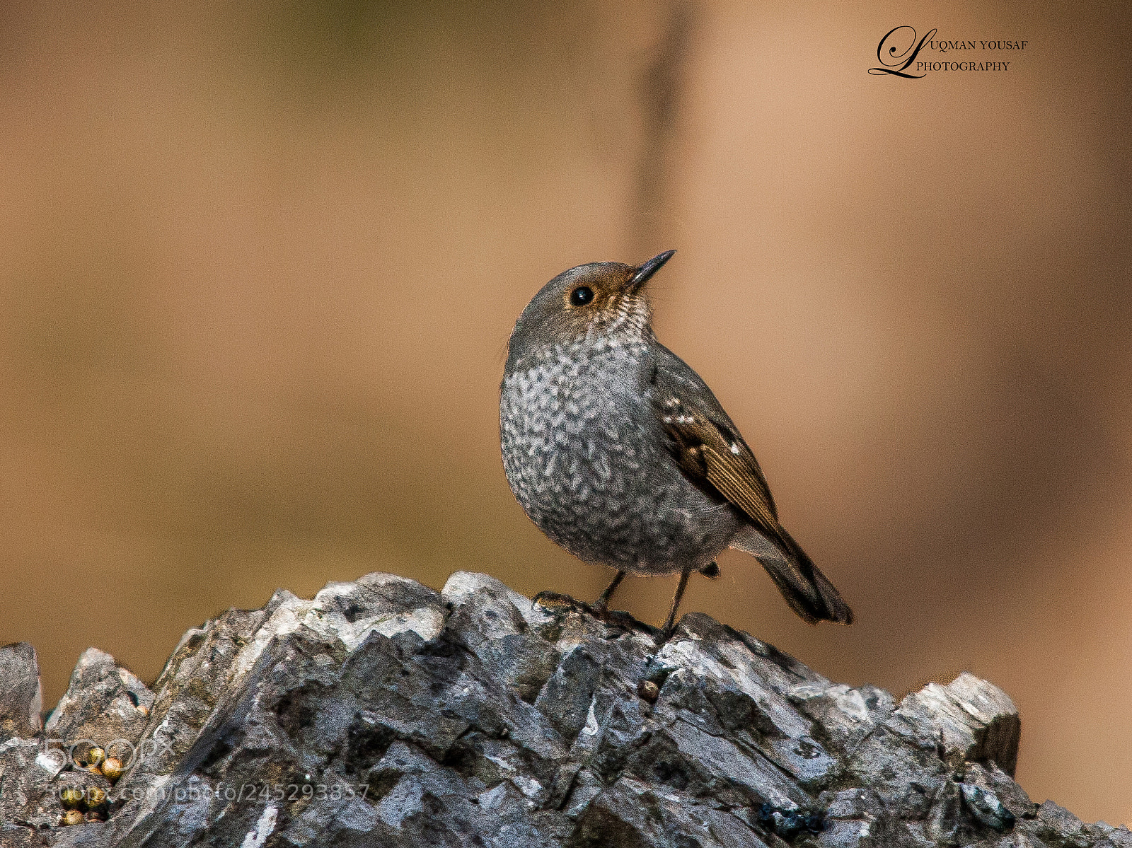 Canon EOS 40D sample photo. Plumbeous water redstart female photography
