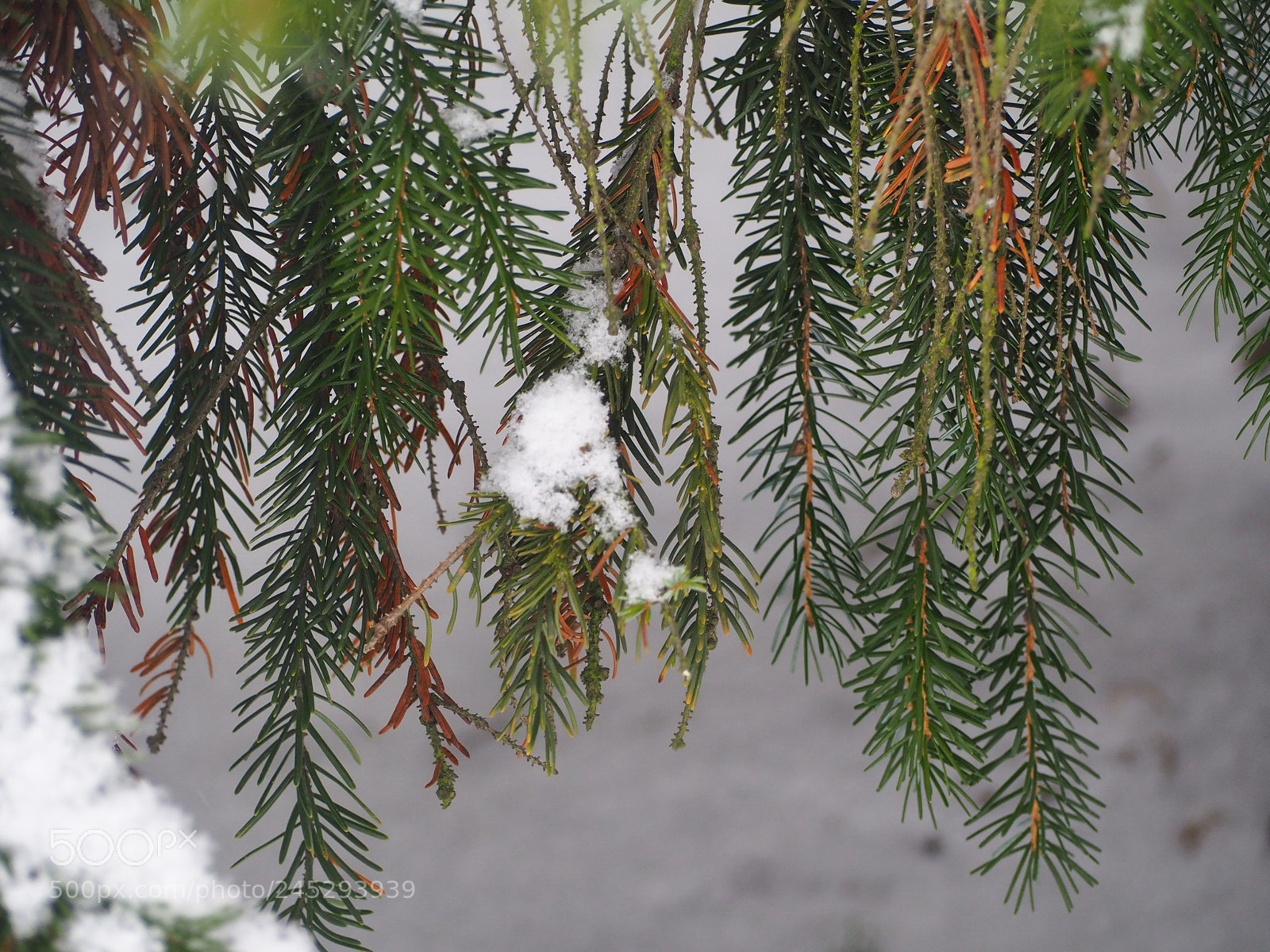Olympus OM-D E-M10 II sample photo. Pine photography