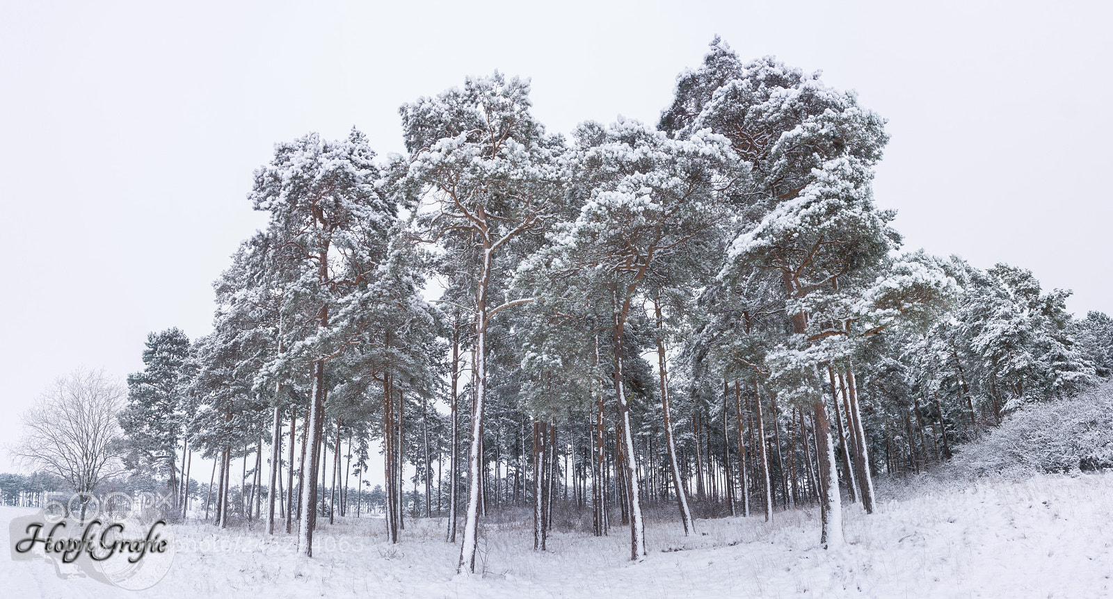 Sony Alpha NEX-3N sample photo. Winterliche waldszene photography