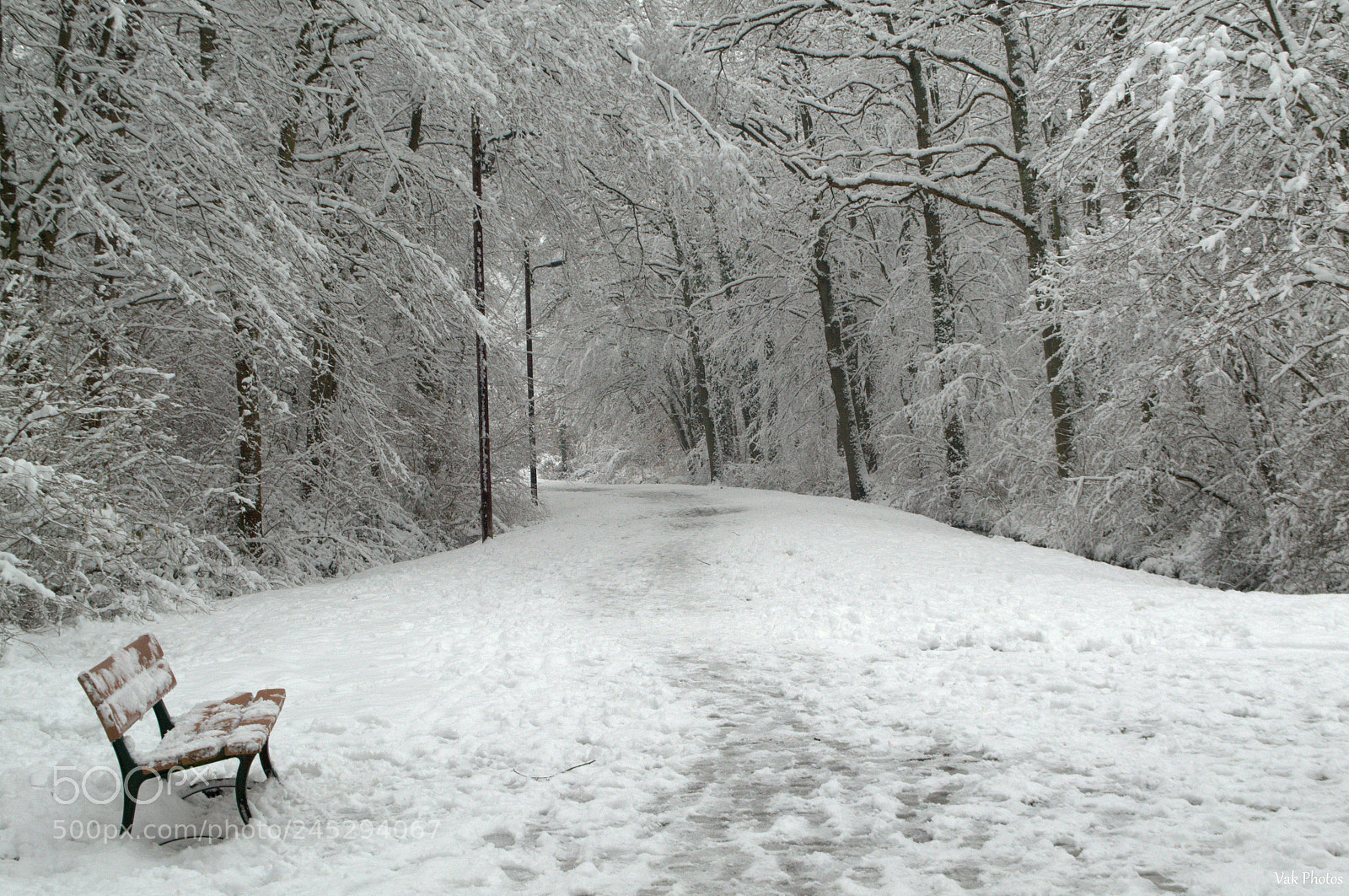 Nikon D3100 sample photo. Bench photography