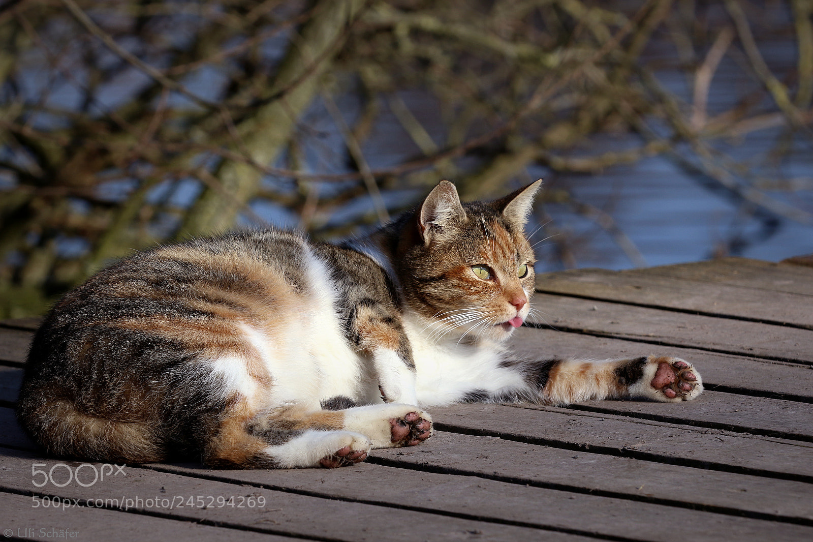 Canon EOS 7D Mark II sample photo. " katzenpfoten " photography