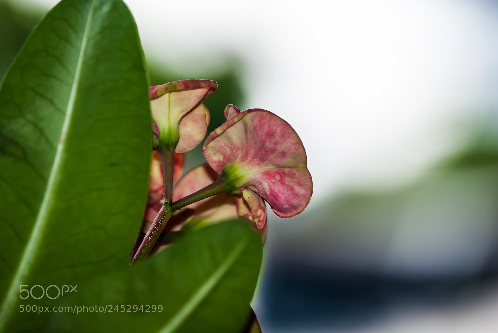 Nikon D3000 sample photo. Pink flowers photography