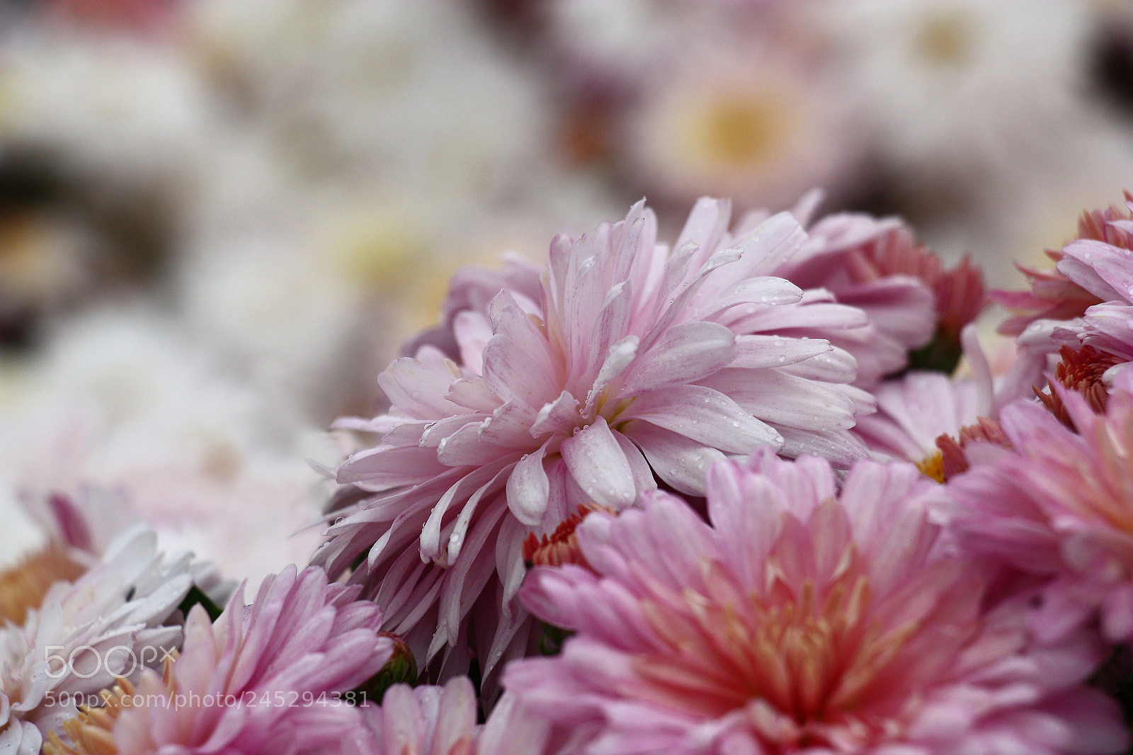 Canon EOS 450D (EOS Rebel XSi / EOS Kiss X2) sample photo. Light pink chrysanthemum. photography